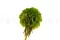 Scabiosa Stellata stabilis&eacute;e Vert (x10) 3