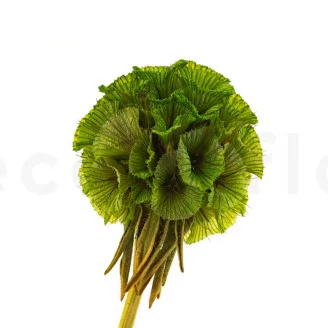Scabiosa Stellata stabilis&eacute;e Vert (x10)