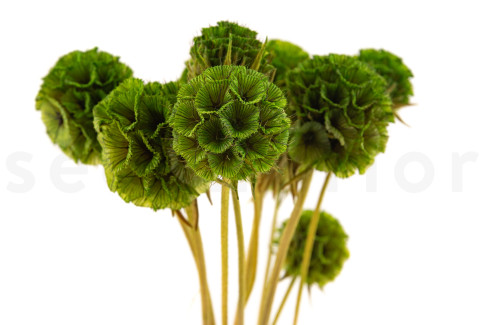 Scabiosa stellata konserviert - 10 Stiele - Gr&uuml;n