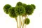 Scabiosa stellata stabilizzata Verde (x10) 1