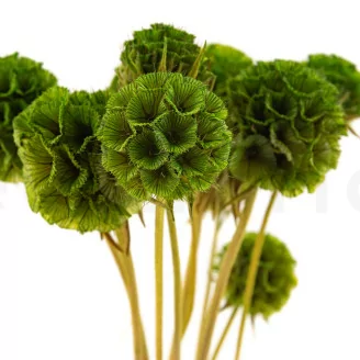 Scabiosa Stellata stabilis&eacute;e Vert (x10)