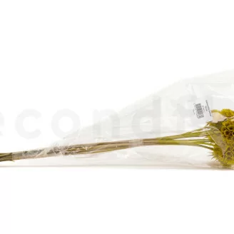 Scabiosa stellata stabilizzata Giallo (x10)