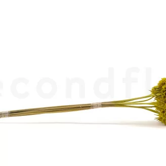 Preserved Scabiosa stellata Yellow (x10)