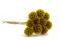 Konservierte Scabiosa stellata Gelb (x10) 7