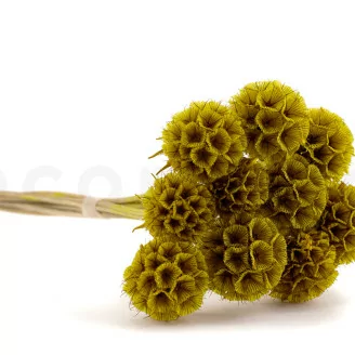 Scabiosa Stellata stabilis&eacute;e Jaune (x10)