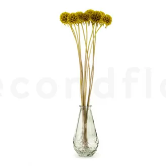 Konservierte Scabiosa stellata Gelb (x10)