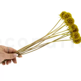 Scabiosa stellata stabilizzata Giallo (x10)