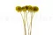 Konservierte Scabiosa stellata Gelb (x10) 8
