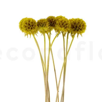 Scabiosa Stellata stabilis&eacute;e Jaune (x10)