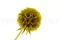 Scabiosa stellata stabilizzata Giallo (x10) 4