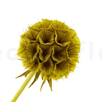 Scabiosa Stellata stabilis&eacute;e Jaune (x10)