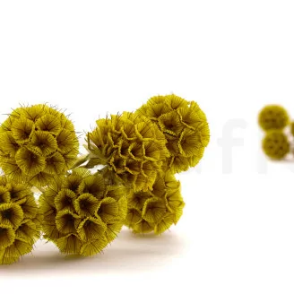 Scabiosa Stellata stabilis&eacute;e Jaune (x10)