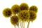 Konservierte Scabiosa stellata Gelb (x10) 2