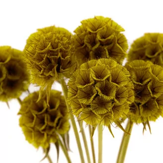 Konservierte Scabiosa stellata Gelb (x10)
