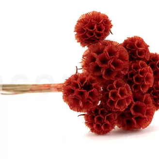 Scabiosa stellata stabilizzata Arancione (x10)