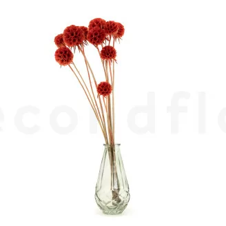 Preserved Scabiosa stellata Orange (x10)