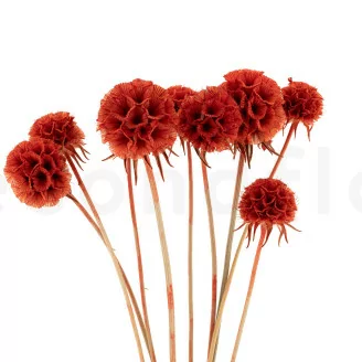 Scabiosa Stellata stabilis&eacute;e Orange (x10)