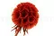 Scabiosa Stellata stabilis&eacute;e Orange (x10) 3