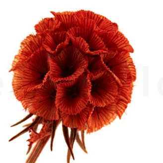 Scabiosa stellata stabilizzata Arancione (x10)
