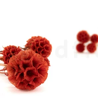 Scabiosa stellata stabilizzata Arancione (x10)