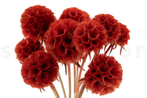 Scabiosa stellata preserved - 10 stems - Orange