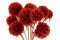 Scabiosa stellata preservada Naranja (x10) 1