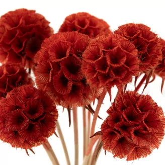 Scabiosa Stellata stabilis&eacute;e Orange (x10)