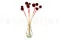 Konservierte Scabiosa stellata Bordeaux (x10) 4