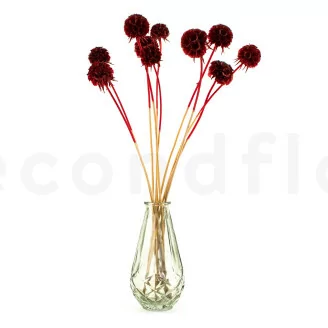 Konservierte Scabiosa stellata Bordeaux (x10)