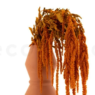 Preserved Amaranthus Marmalade