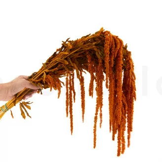 Preserved Amaranthus Marmalade