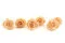 Rosa preservada XL Cantaloupe (x6) 7