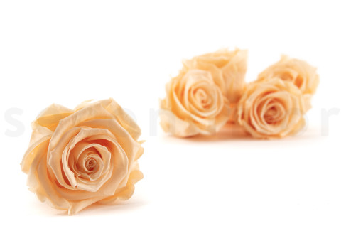 Rose stabilisée Kiara XL - Boîte de 6 - Cantaloupe