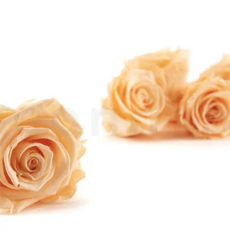 Rosa stabilizzata XL Cantaloupe (x6)