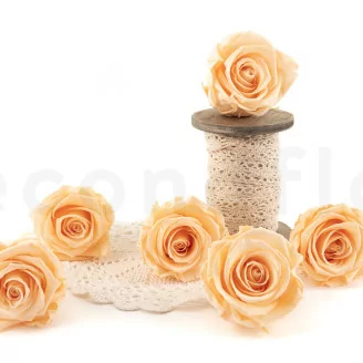 Rosa preservada XL Cantaloupe (x6)