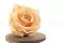 Rose stabilis&eacute;e XL Cantaloupe (x6) 3