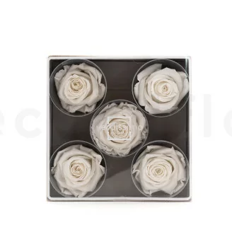 Konservierte Rose XL Wei&szlig; (x5)