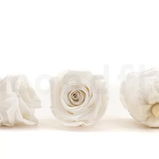 Rosa preservada XL Blanco (x5)