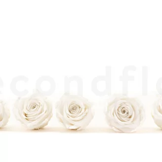 Konservierte Rose XL Wei&szlig; (x5)