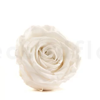 Preserved Rose XL White (x5)