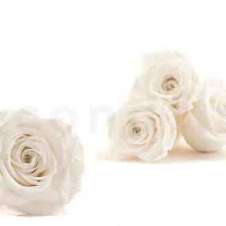 Konservierte Rose XL Wei&szlig; (x5)