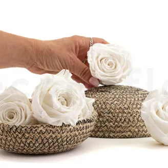 Preserved Rose XL White (x5)