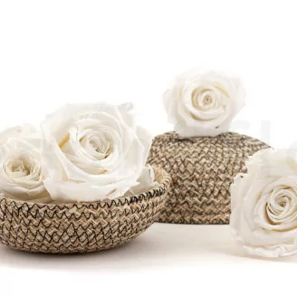 Preserved Rose XL White (x5)