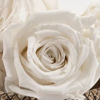 Preserved Rose XL White (x5)