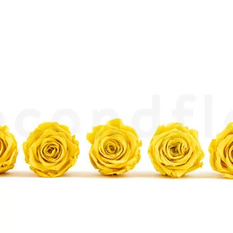 Preserved Rose XL Bright Yellow (x5)