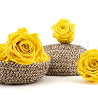 Rosa stabilizzata XL Giallo Chiaro (x5)