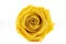 Rose stabilis&eacute;e XL Jaune Clair (x5) 8