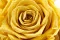 Preserved Rose XL Bright Yellow (x5) 3
