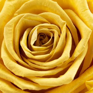 Rosa stabilizzata XL Giallo Chiaro (x5)