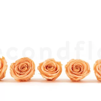 Rose stabilis&eacute;e XL P&ecirc;che (x5)